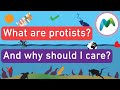Understanding Protists