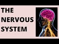 Nervous System Functions and Structures