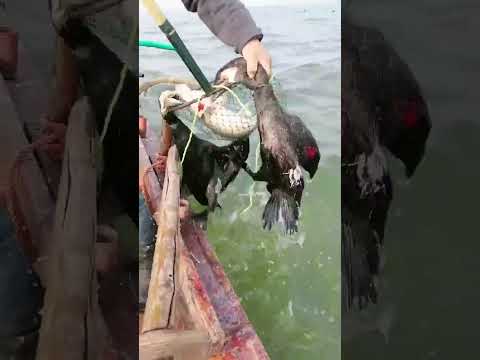 Fish fishing | Catching Fish | Hunting Fish From Hole Using Hook #001400