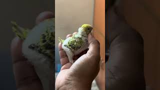 Baby Budgie Mentos #budgies