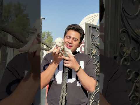 اتفرجو علي  اضخم واشرس كلب في العالم 😍💪