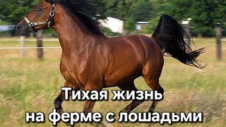 Тихая жизнь на ферме с лошадьми 