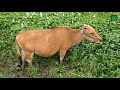 ការប្រឡងសម្រាប់វីដេអូសិក្សា