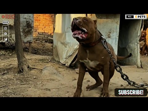 "Terrifyingly Aggressive American Bully: Watch This Powerful Dog in Action!" #dog #americanbully