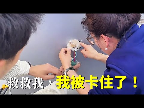 一隻小貓從天而降！我有貓了！