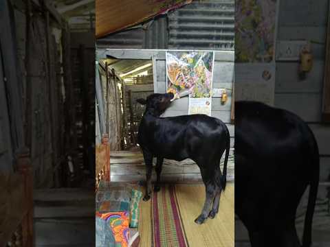রাধা ঘরে ঢুকে ক্যালেন্ডারটা খাচ্ছে #cow #shortsvideo #youtubeshorts #viral #Hello Andaman