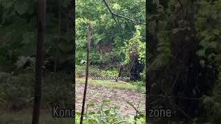 tiger sighting at kondegaon village besides tadoba core zone 😍🐯🐅#tiger #tigerspotted animalsighting