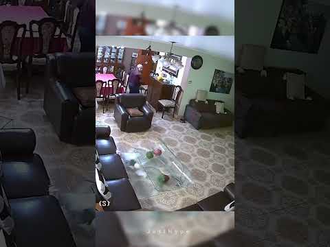 Dog's Aura Was Too Powerful...