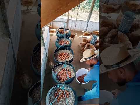 Galinheiro de primeira