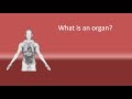 Understanding Organs in the Human Body