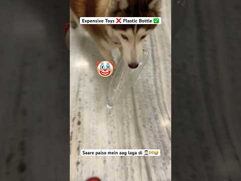 Never buy husky ❌🚨‼️ #husky #dog #funny #ytshorts #trendingshorts