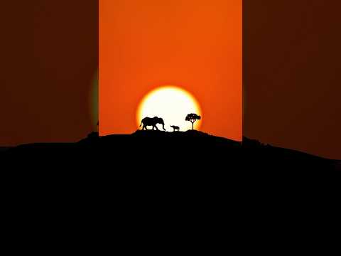 Creative toy animal photography 🐘#creative #animals #shorts #travel l