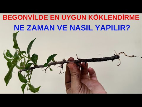 Begonvil Ne Zaman Çoğaltılır, Dalından Begonvil Köklendirme, Begonvil Çoğaltma, Dalından Köklendirme