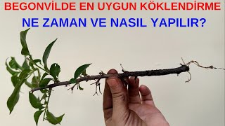 Begonvil Ne Zaman Çoğaltılır, Dalından Begonvil Köklendirme, Begonvil Çoğaltma, Dalından Köklendirme
