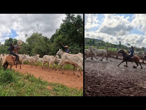 A LUTA CONTINUA PARA RETIRAR O GADO DA FAZENDA 😱