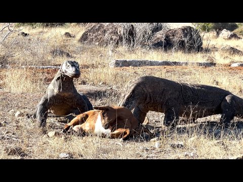 Two Komodo Dragons Paralyze a Large Goat