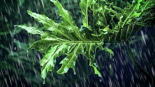 Rain Sounds for Sleeping Black Screen | Relaxing White Noise