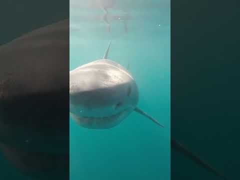 Great White shark boops camera underwater #shark #ocean #wildlife