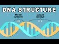 DNA Structure and Function Concepts