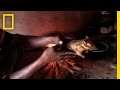 West African Village Life and Rat Hunting