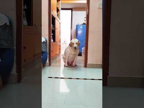 🔥இப்ப என்னபண்ணுவ💥 #shorts #ytshorts #funny #dogshorts #shortsfeed #viralshort #puppies #dog #yt #pet