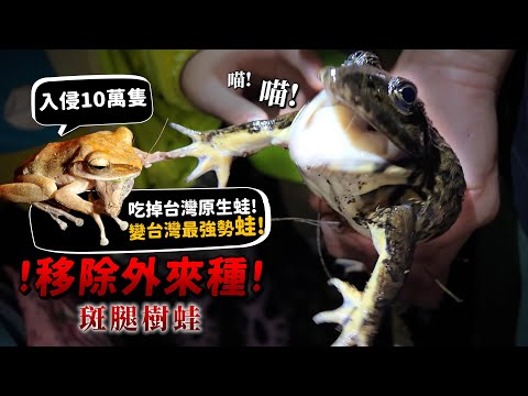 【外來種入侵10萬多隻】斑腿樹蛙!吃掉台灣原生種!變成台灣最強勢蛙!影響生態!移除外來種!虎皮蛙!會喵喵叫!?這次移除多少隻?【許伯簡芝】