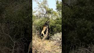 Male Lion Climbs Tree After Leopard, Then Falls!