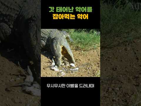 갓 태어난 악어를 잡아 먹는 악어. #악어