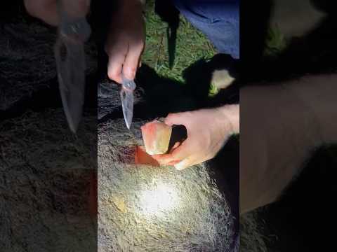 É por isso que a maioria dos pequenos calibres são ineficazes como a os grandes machos de javali!