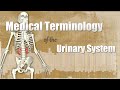 Exploring Medical Terminology of the Urinary System