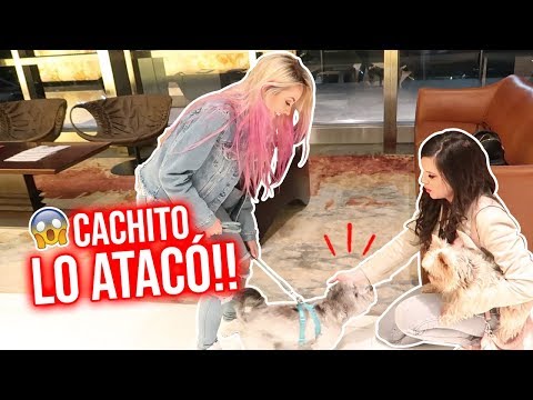 NUEVO HERMANITO PARA CACHITO🐶, TERMINA MAL!!! 😱  | 31 Oct y 01 Nov