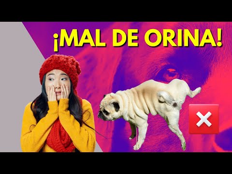 ‼️CÓMO TRATAR‼️ una INFECCIÓN DE ORINA en perros