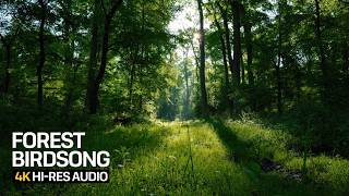 3 Hours Spring Forest Birdsong | Morning Sunlight & Bird Calls for Relaxation & Focus