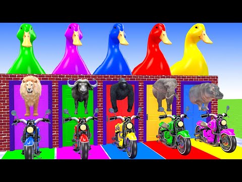 Long Slide Game With Elephant Gorilla Buffalo Hippopotamus Tiger 3d Animal Game Funny 3d Animals