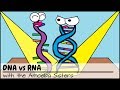 Exploring the Differences Between RNA and DNA