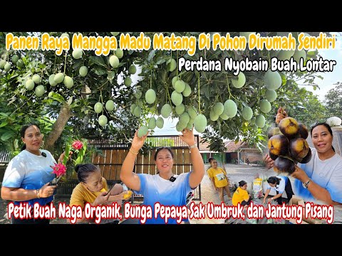 PERDANA PANEN MANGGA MADU JUMBO DI RUMAH KAMPUNG TH INI‼️KALAP SEMUA DI PANEN 😂,MOBIL SAMPAI PENUH