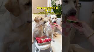 【旺仔很忙🐶wangzai is busy】鹬蚌相争 渔翁得利sandpiper and clam war together and the fisherman catches both