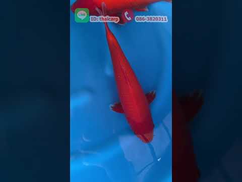 Tosaisakaifishfarmไทยคาร์ฟthaicarpจำหน่ายปลาคาร์พนำเข้าญี่ปุ thai carp Tosaisakaifishfarmไทยคาร์ฟthaicarpจำหน่ายปลาคาร์พนำเข้าญี่ปุ