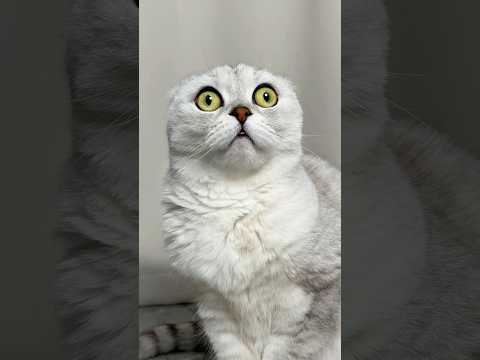 😳 #cat #cats #funny