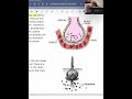 Exploring Cell Membrane and Transport Mechanisms