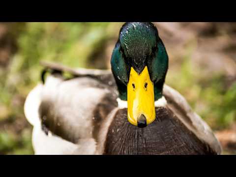 Secret Wildlife at Buckingham Palace | Our World