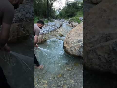#fishing #naturefishing #catchingfish #ytshorts