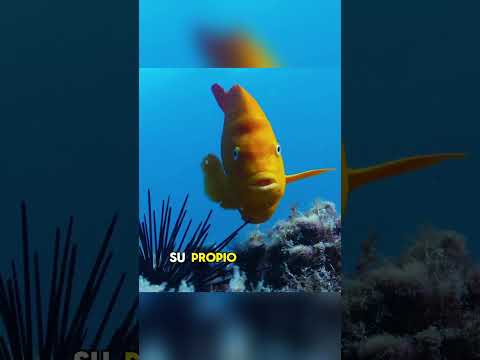 Why do some divers open sea urchins for surrounding fish when they collect them?#animals