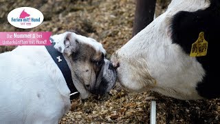 Reisetipp für tierische Ferien: Bauernhofurlaub mit Hund
