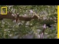 Predators and Prey on a Tree Branch