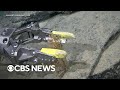 Exploring Antarctic Ecosystem Discoveries