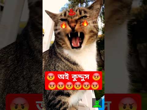 অই কুদ্দুস 😡 ll KUDDUS ll #shorts #blogsrkr #shortsfeed #cat