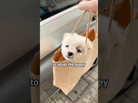 😢🆘🙏 CRYING BOY SAVES STRAY PUPPY!😭❤️🐶 #animals #rescue #lovestory #shorts #sad #puppy #pets