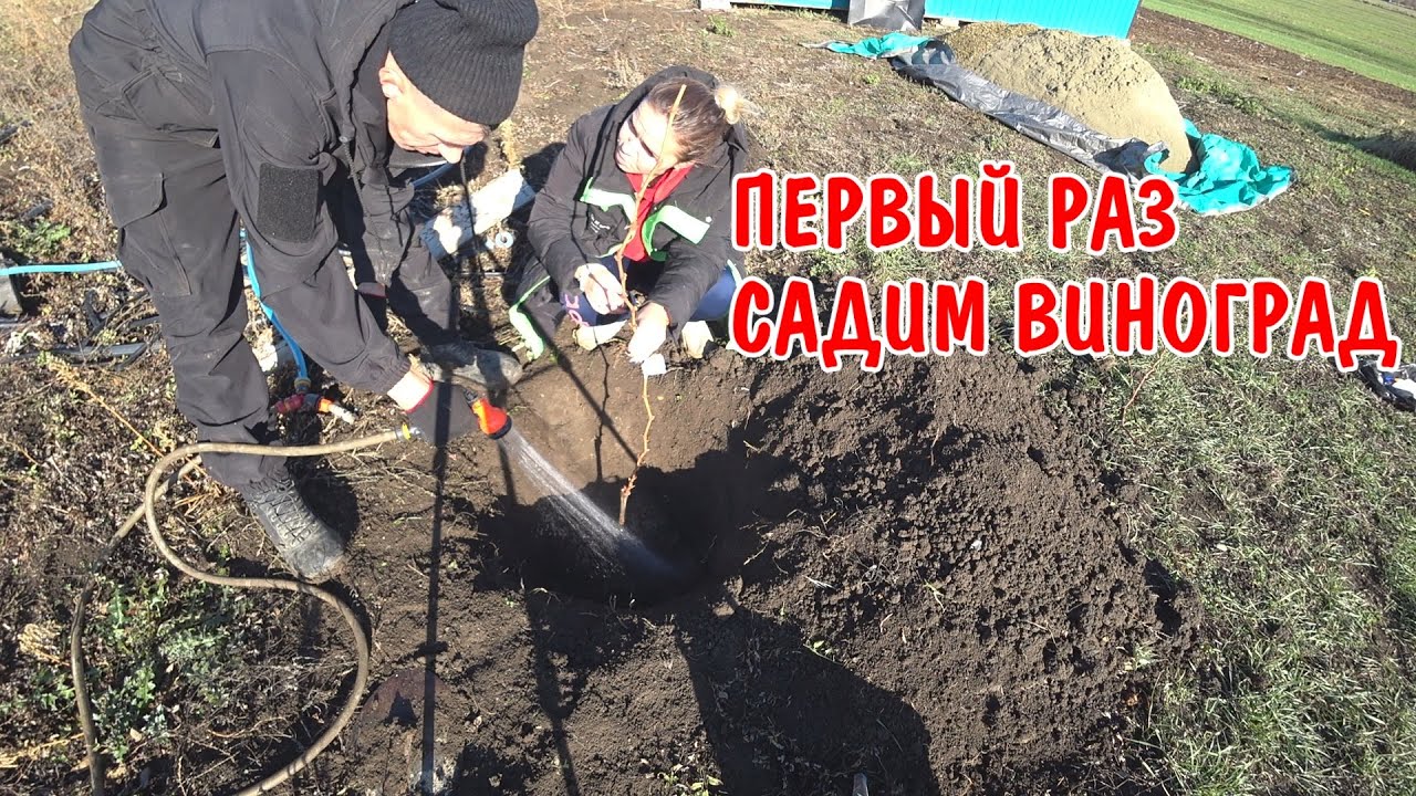 Первый раз садим виноград / сажаем поливаем разные сорта / купил продуктов / ангелина готовит ужин
