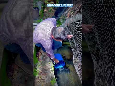 COMO SE DEBEN TRANSPORTAR LOS PECES #parientesdelrancho #peces